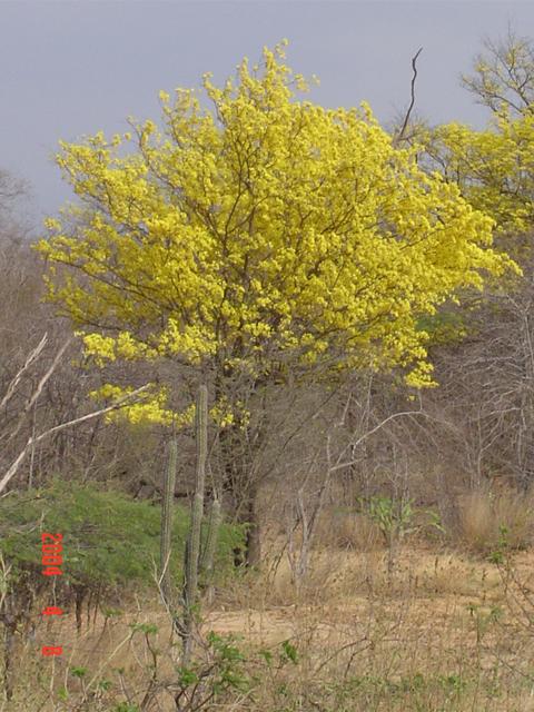 ARAGÜANEY TREE