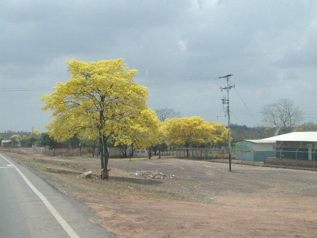 Arbol Curarire