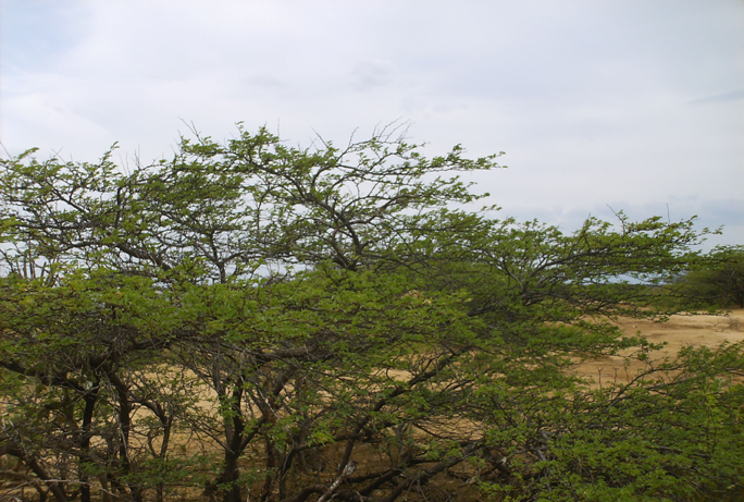 VISTA AL SUR. VIEW TO SOUTH