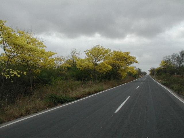 Arbol Curarire