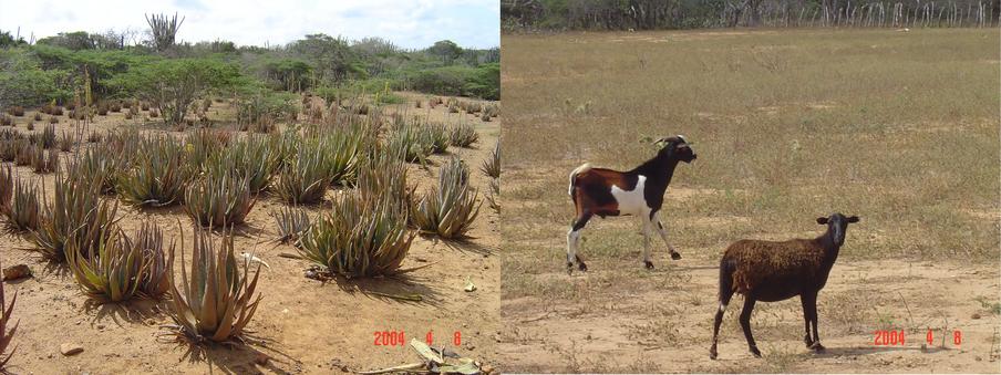 ALOE VERA PLANTATION AND GOATS BREEDING