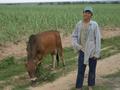 #4: A boy with his ox tending the field.