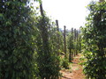 #4: View South at Confluence Pleiku Vietnam