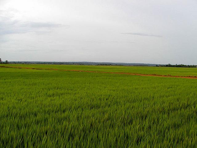 Rice fields