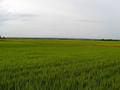 #6: Rice fields