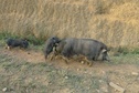 #6: Pigs