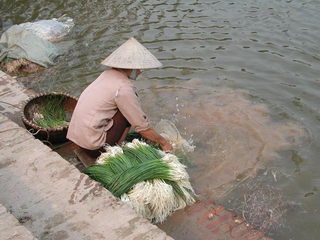 Main product of the area - green onion