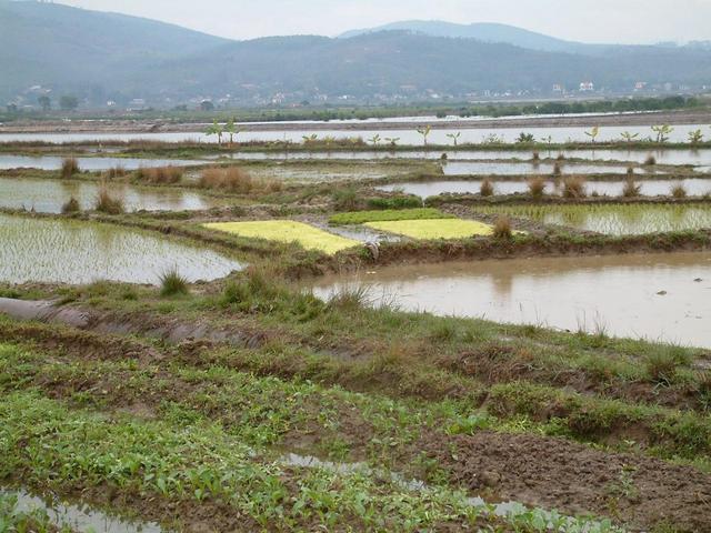 Paddy fields on the way