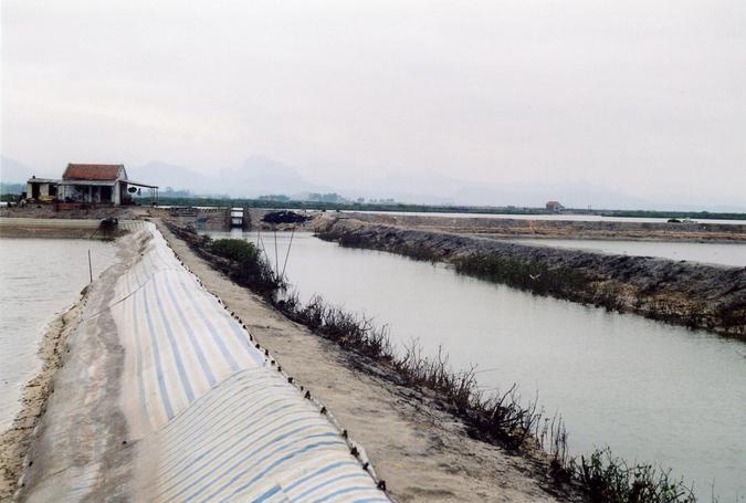 The dog breeding on the estuary bank