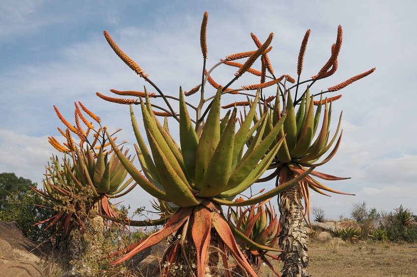 Interesting plants at road side