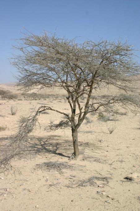 Small tree near the Confluence