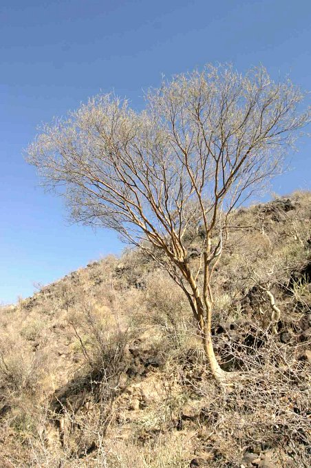 Tree marks the spot