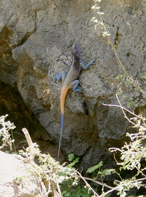 Agama (Acanthocercus cyanogaster yemensis)