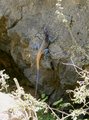 #10: Agama (Acanthocercus cyanogaster yemensis)