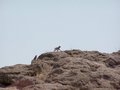 #11: Baboons (Papio sp.) 1 km from the confluence point