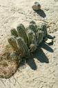 #9: Small euphorbia plant near the confluence point