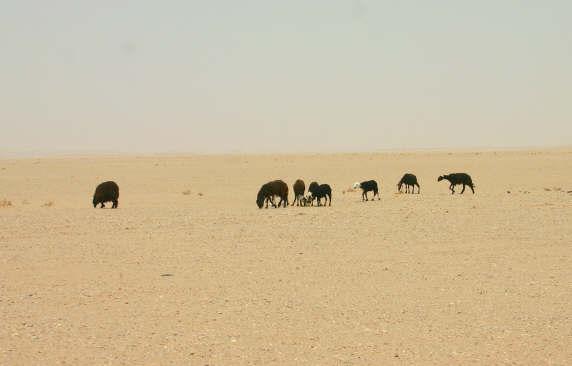 Goats in the wilderness