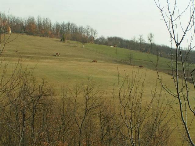 cows