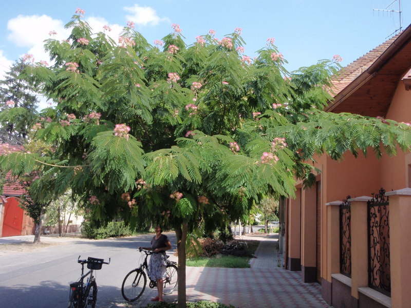 Makó - "green" town