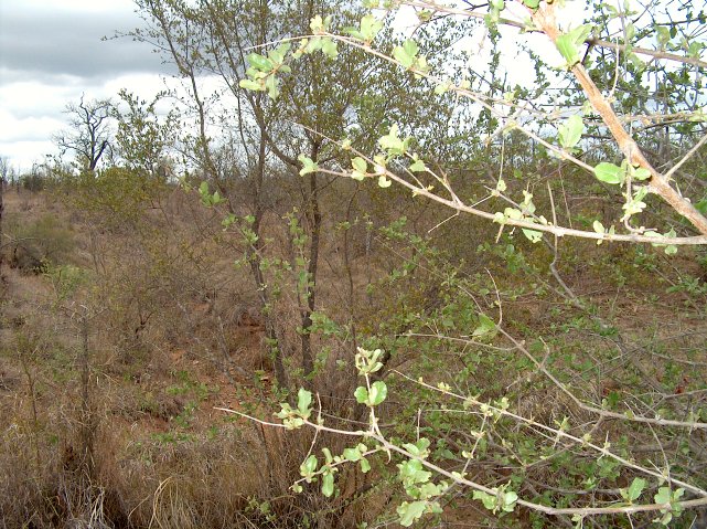 View South from the Confluence