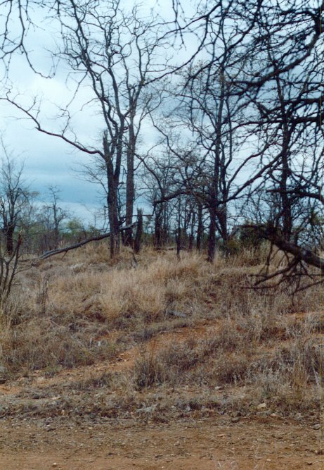 View North from the Confluence