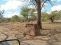 #7: Did the Kruger Park anticipate our arrival?  - Sign near Shingwedzi.