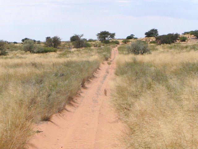 Thick grass and thick sand