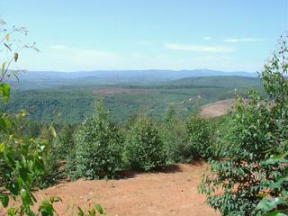 #1: General view showing plantations and the Drakensberg