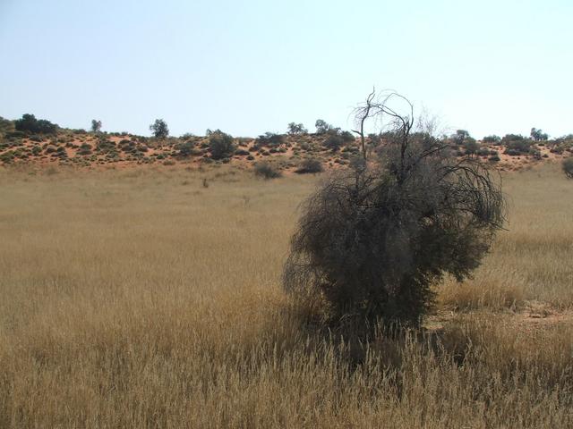 View north from Confluence