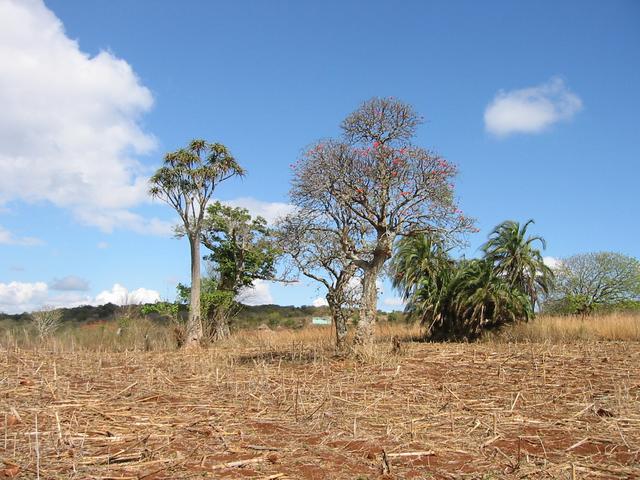 Trees near Confluence