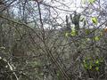 #2: Looking north from the Confluence in the scrub