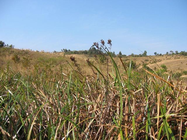 View to the East - note houses on skyline.