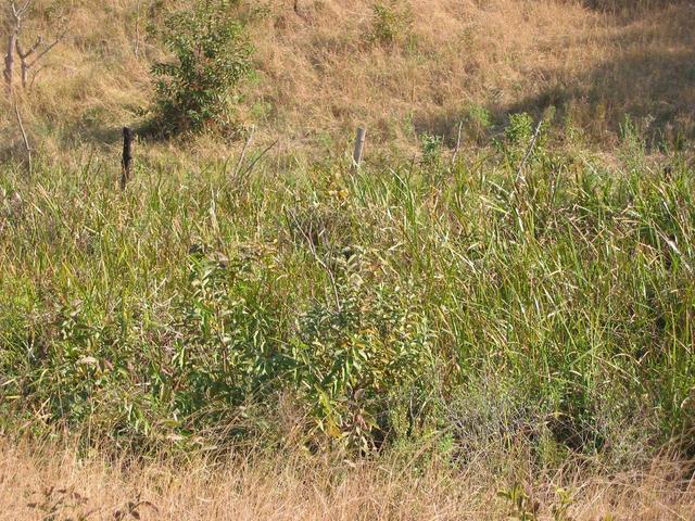 Close-up view of Confluence - located between black and grey fencepoles and just into the bog.