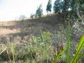 #5: View to the West and Eucalyptus trees