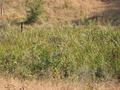 #8: Close-up view of Confluence - located between black and grey fencepoles and just into the bog.