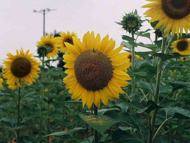 Sunflowers, another common crop in this region