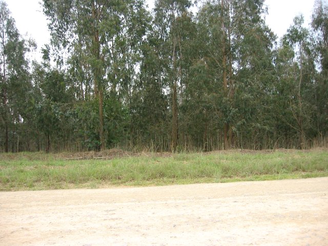 General View from the East - Confluence 40 m into the trees