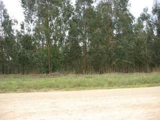 #1: General View from the East - Confluence 40 m into the trees