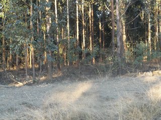 #1: Looking west towards the Confluence from 50 m east of the Confluence