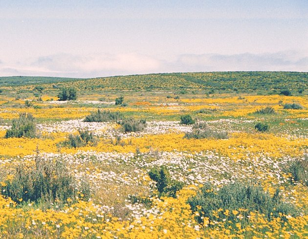 Wild flowers en route