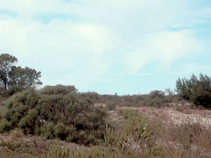 View towards the confluence point from 200 m to the east