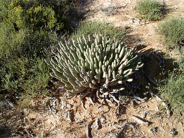 Euphorbia esculenta