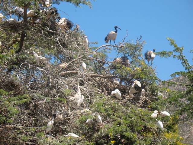 Sacred ibis