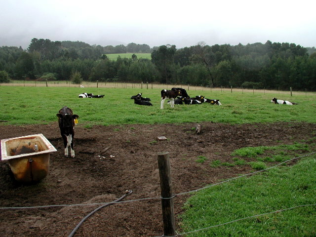 Foul weather friends