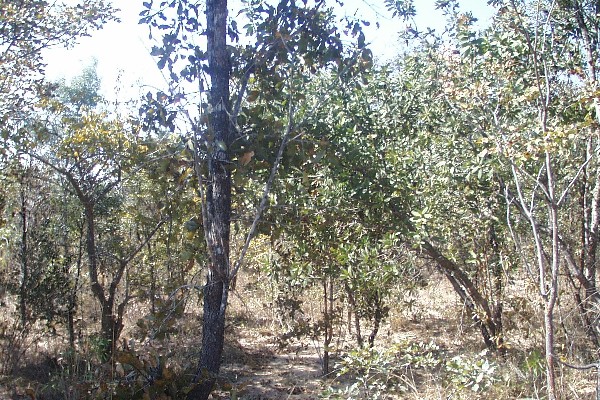 View East, trees in sandy ground