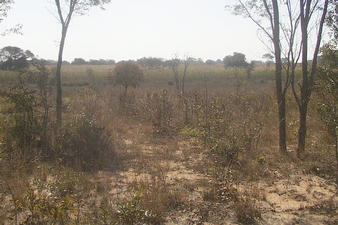 #1: View North, trees turning to mashland on river approach