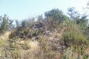 #4: View West, trees in sandy ground