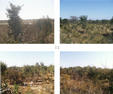 #7: 4 Views from the top of the giant anthill, river confluence visible to the North with wild Cape Goosberry bush in the foreground