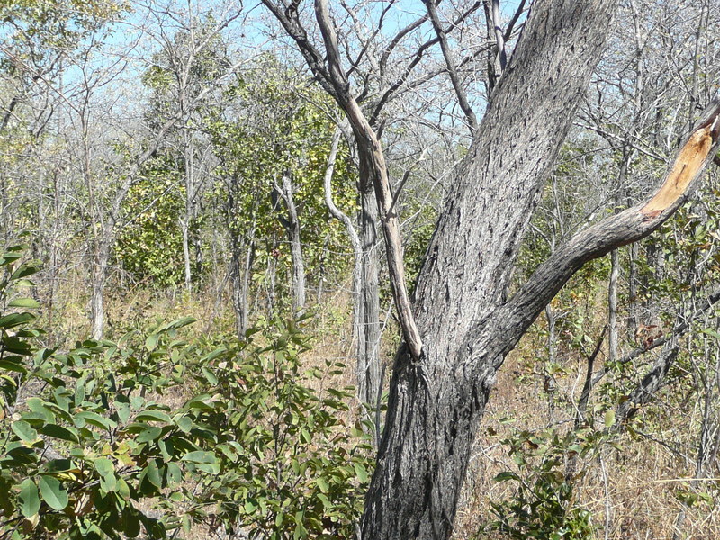 View South from the CP