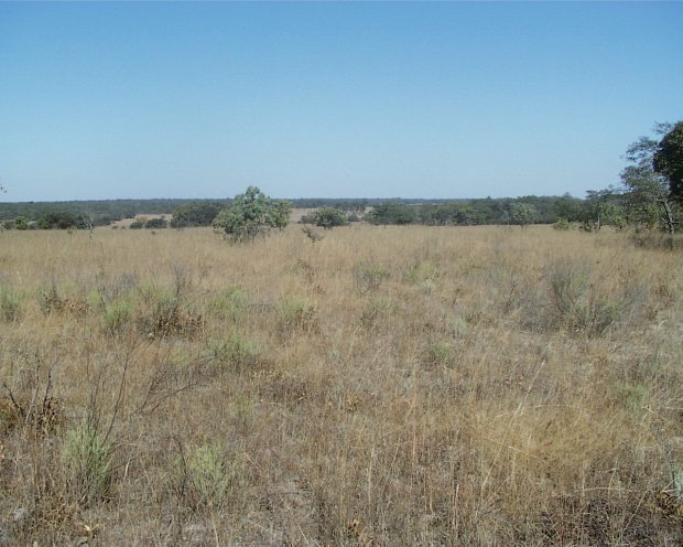 View South, grass land